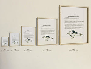The Secret Tale of Miner Birds & Magpies, all five sizes, true relative scale